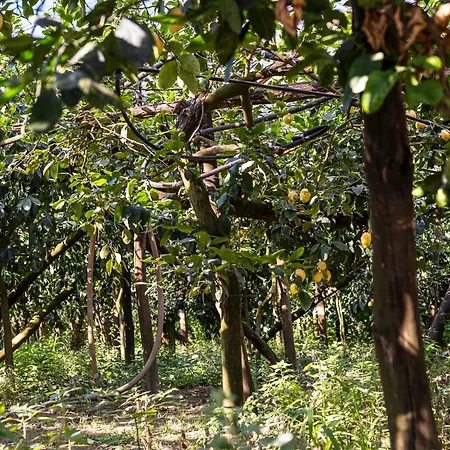 Bed And Lemons Bed & Breakfast 3*