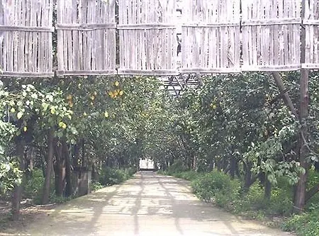Bed And Lemons Bed & Breakfast