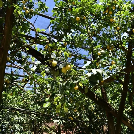 Bed And Lemons 3*